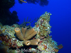 Amazing sponges at about 100 ft by Melanie Daneluk 